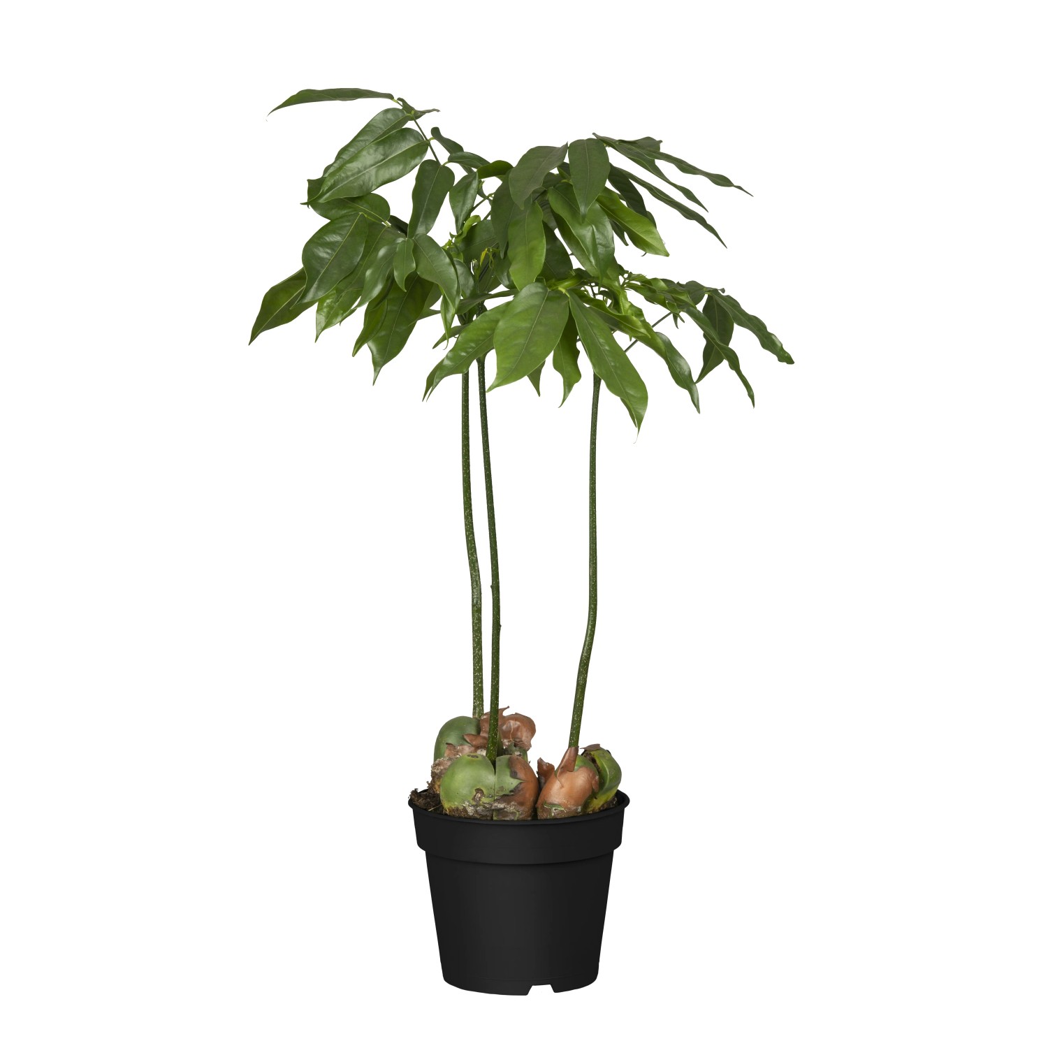 Australische Kastanie (Bohnenbaum) Hhe ca. 60 cm Castanospermum australe  kaufen bei OBI