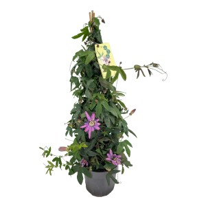 GROW by OBI Passionsblume im Topf, ca. 70 cm hoch, mit lila Blüten und grünen Blättern.