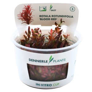 Dennerle Aquariumpflanze Blood Red (Rotala rotundifolia) im In-Vitro-Cup.