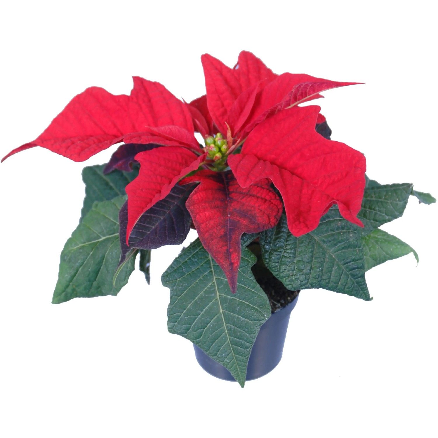 Mini Weihnachtsstern verschiedene Farben Topf- ca. 6 cm Euphorbia  pulcherrima kaufen bei OBI