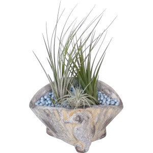 Arrangement Tillandsien in Muschel-Keramiktopf (Ø 15cm) mit blauen Dekosteinen.