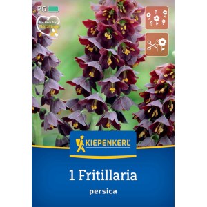 Kiepenkerl Persische Kaiserkrone: Purpurfarbene Blüten der Fritillaria persica im Detail.