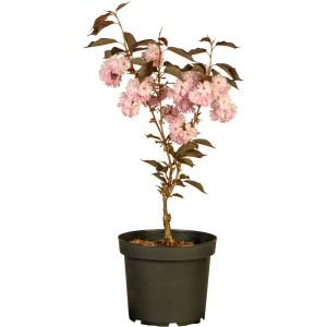GROW by OBI Nelkenkirsche Royal Burgundy im Topf mit rosa Blüten und dunklen Blättern.