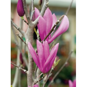 Nahaufnahme der purpurfarbenen Blüten der GROW by OBI Magnolie Susan.