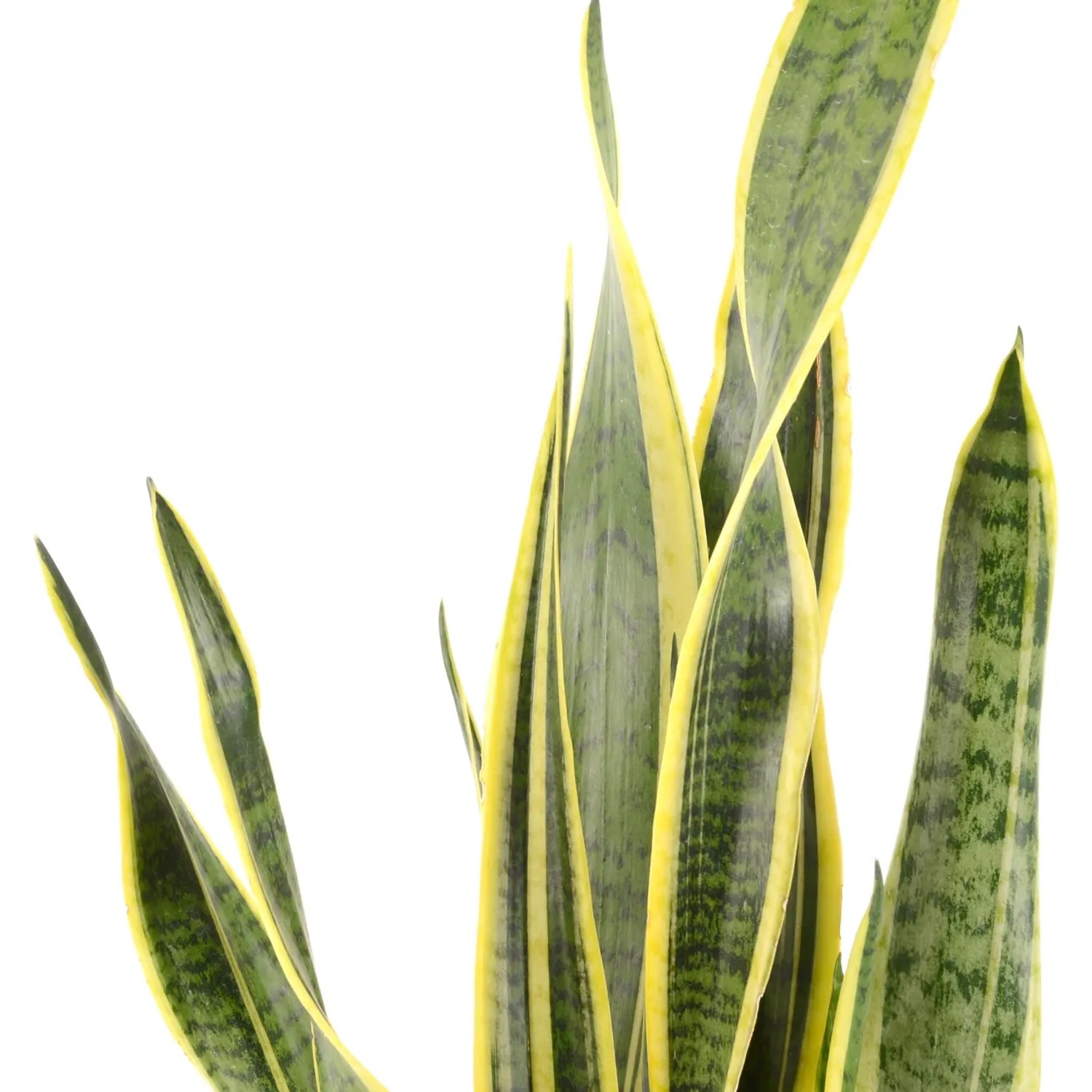 Bogenhanf "Laurentii" Hhe 60 - 70 cm Topf- ca. 21 cm Sansevieria  trifasciata kaufen bei OBI