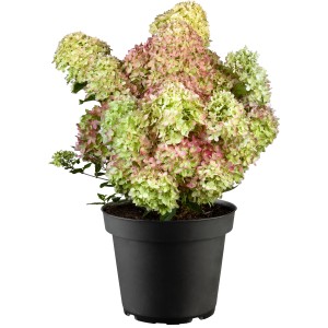 Rispenhortensie Fire Light H ca. 40 - 60 cm Topf ca. 4,6 l Hydrangea paniculata