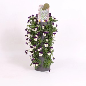 Hornveilchen Wandhänger Wanderella, ca. 45-50cm hoch, Topf ca. 15cm Ø, mit violett-weißen Blüten.