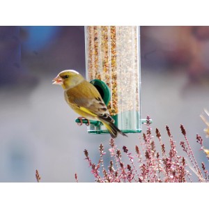 Dobar Vogelfutterspender XXL mit Grünfink beim Fressen.