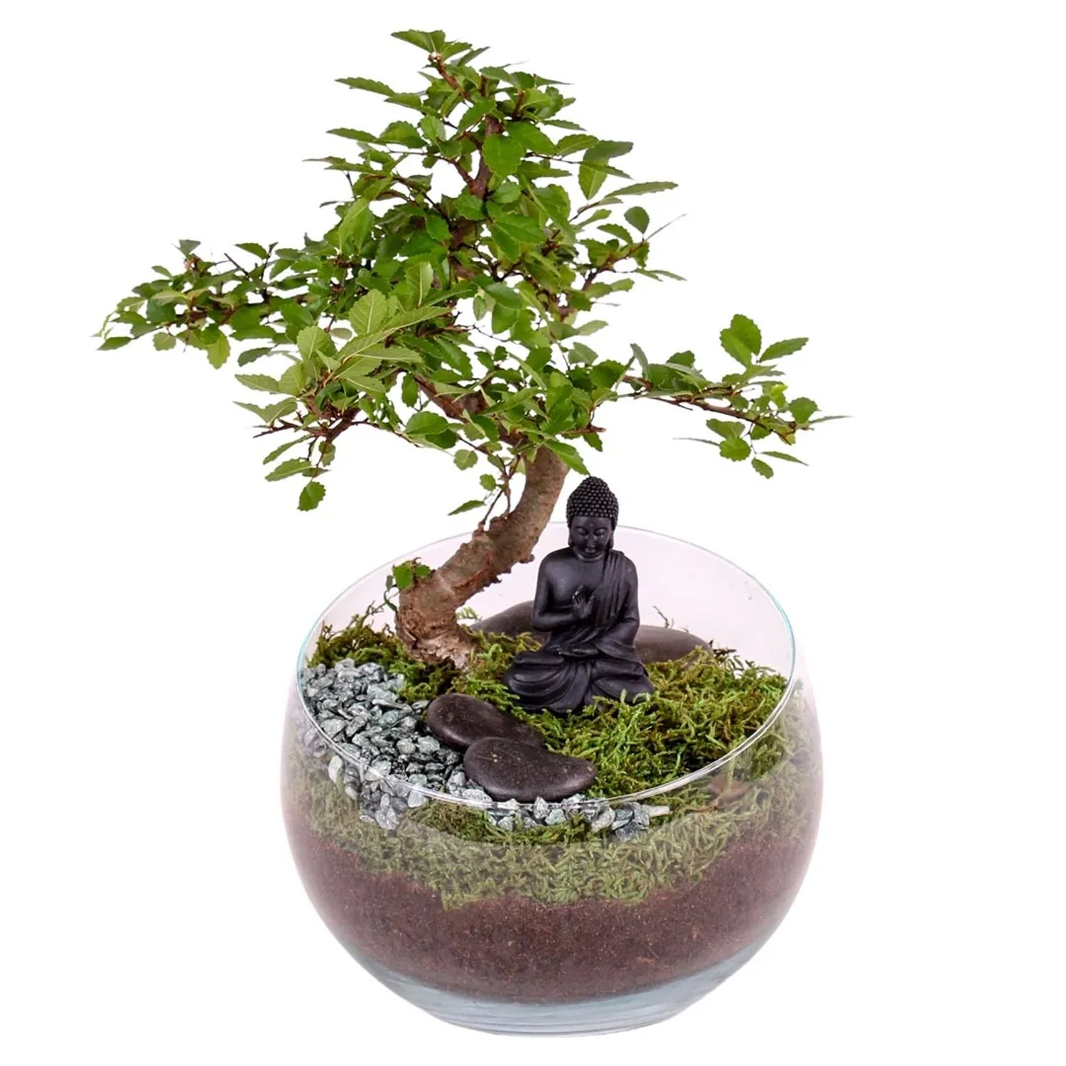 Bonsai-Arrangement im Glas-Gef  ca. 11 cm Ficus Ginseng kaufen bei OBI