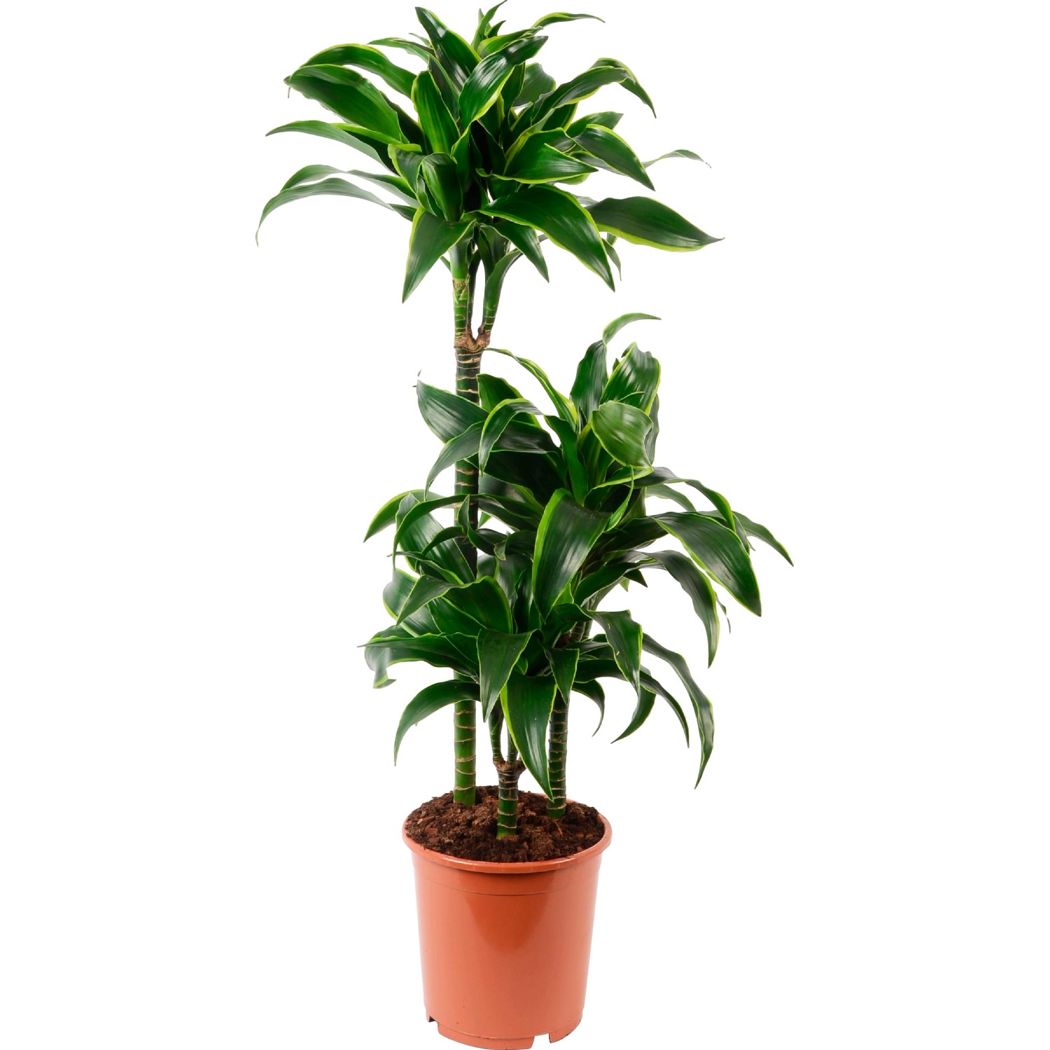 Drachenbaum im Topf, grüne Zimmerpflanze mit drei Stämmen und Blattschöpfen.