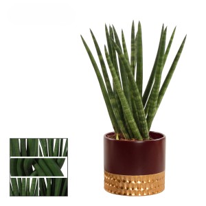 Bogenhanf in Sorten im Keramik-Gefäß Topf-Ø ca. 9 cm Sansevieria Cylindrica