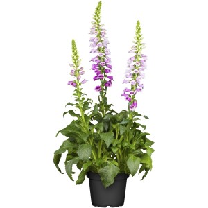 GROW by OBI Fingerhut Rosa Topf-Ø ca. 19 cm Digitalis