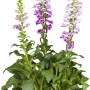Rosa GROW by OBI Fingerhut (Digitalis) im Topf, ca. 19 cm Ø. Bienenfreundliche Gartenblume.
