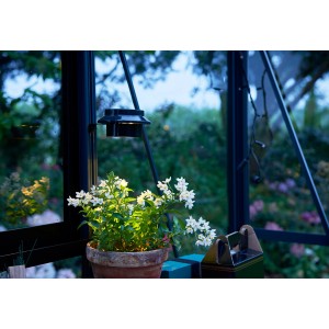 Juliana LED Solar Lampe, schwarz, für Gewächshäuser, montiert mit Pflanze im Topf.
