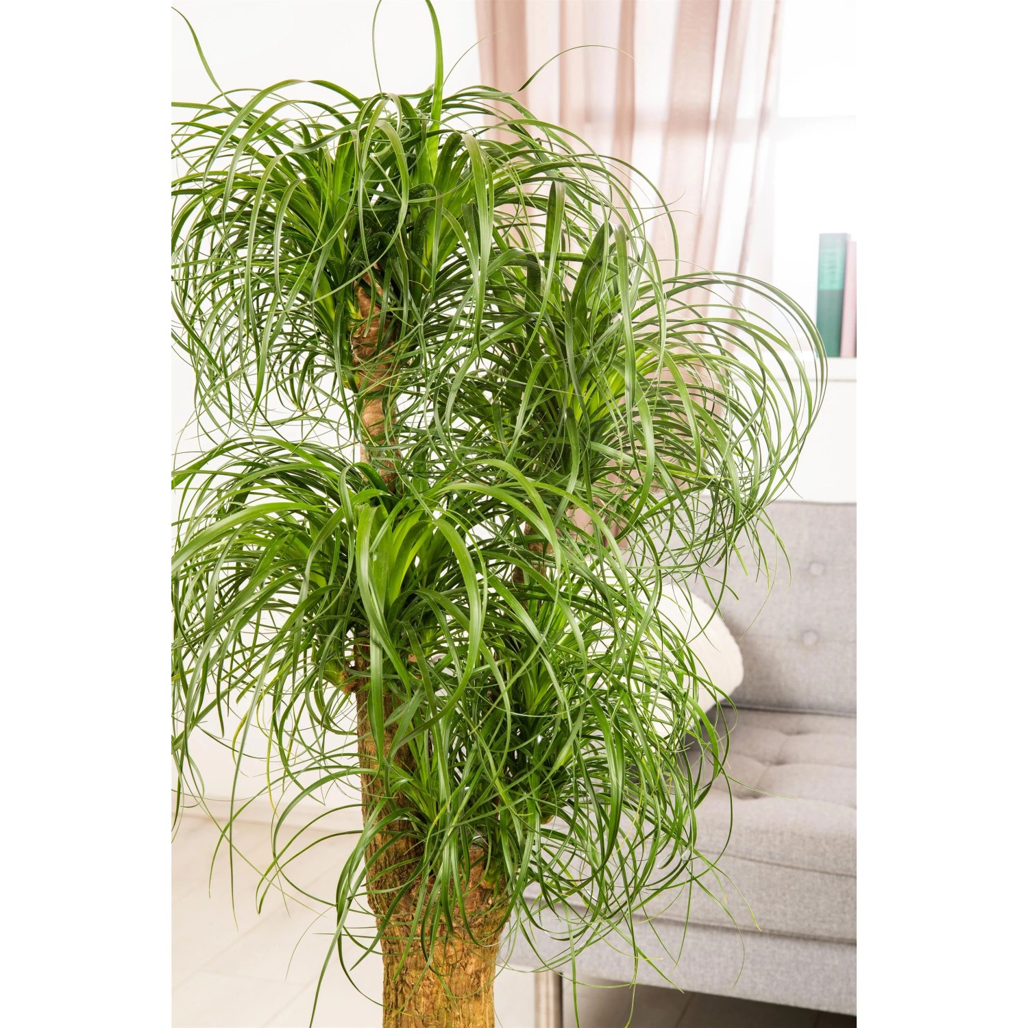 Elefantenfu Hhe ca. 120 - 140 cm Topf- ca. 44 cm Beaucarnea recurvata  kaufen bei OBI