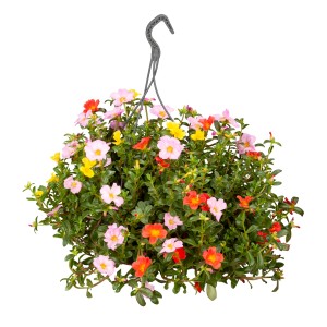 Hängendes Portulakröschen im Ampeltopf mit bunten Blüten (rot, gelb, rosa).
