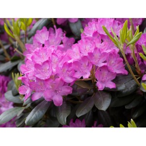 Rosa Rhododendron Roseum Elegans mit üppigen Blüten und grünen Blättern.