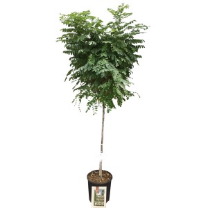 Kugelakazie Umbraculifera Halbstamm im Topf, ca. 80 cm hoch. Hausbaum mit kompakter, runder Krone.