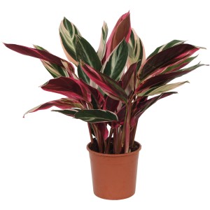 Korbmarante Triostar im Topf, ca. 50-55 cm hoch. Grünpflanze mit auffälliger Blattzeichnung in Grün, Weiß und Pink.