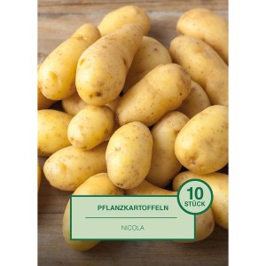 Pflanzkartoffeln Nicola, 10 Stück, vor einer Holzoberfläche.