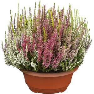 Knospenblüher-Heide 'Beauty Ladies High Five' im Topf, verschiedene Farben.