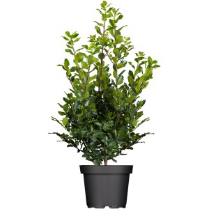 Stechpalme "Blue Prince" Höhe ca. 50 - 60 cm Topf ca. 5 l Ilex meserveae