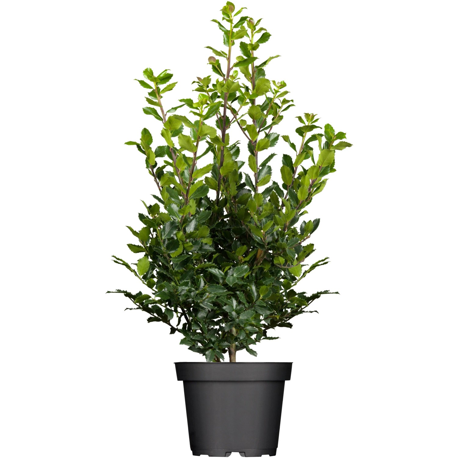 Stechpalme "Blue Prince" Hhe ca. 50 - 60 cm Topf ca. 5 l Ilex meserveae  kaufen bei OBI