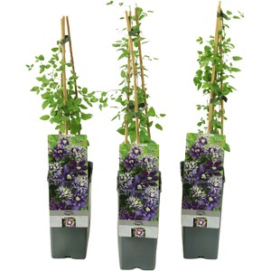 Waldrebe "Taiga" Höhe ca. 40 - 60 cm Topf ca. 2 l Clematis Hybriden