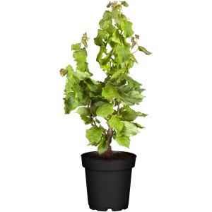 Bio Haselnuss-Strauch Kultursorten Höhe 20 - 30 cm Topf 3 l Corylus avellana