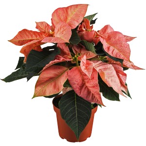 Weihnachtsstern Bunt Topf-Ø ca. 11 cm Euphorbia