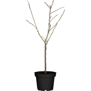 Apfelbaum Florina im Topf, ca. 100-120cm hoch, ohne Blätter.