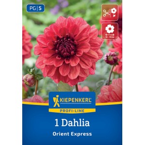 Kiepenkerl Blumenzwiebeln Dekorative Dahlie Orient Express