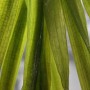 Dennerle Vallisneria Australis Gigantea Aquariumpflanze mit langen, grünen Blättern.