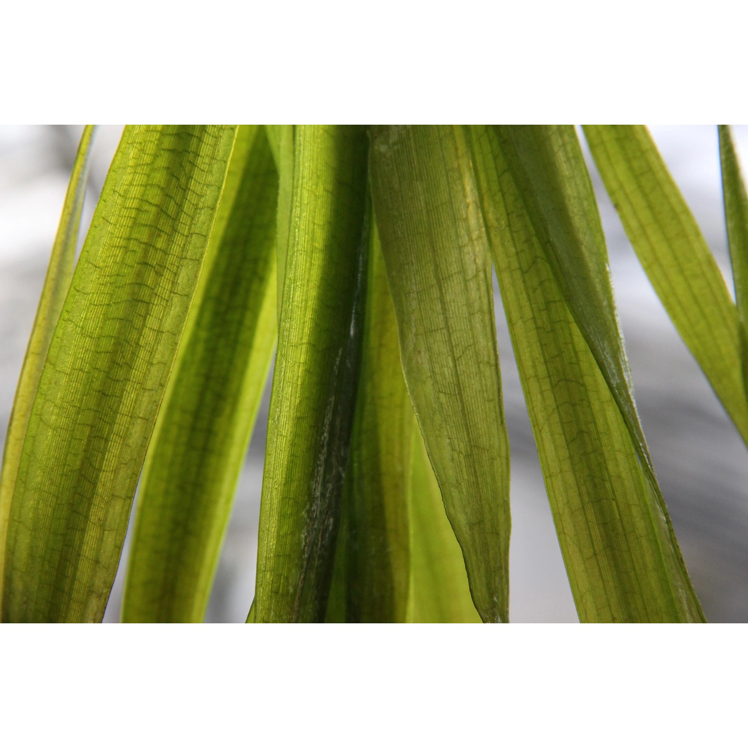 Dennerle Vallisneria Australis Gigantea Aquariumpflanze mit langen, grünen Blättern.