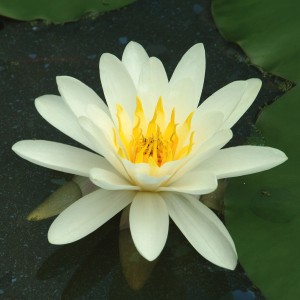 Nahaufnahme einer weißen GROW by OBI Seerose "Alba" mit gelber Mitte.