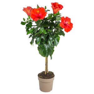Hibiskus Stämmchen (ca. 100cm) im Topf mit roten Blüten, GROW by OBI.