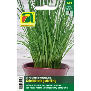 Austrosaat Schnittlauch Grobröhrig Samen im Topf, dunkelgrüne Halme.