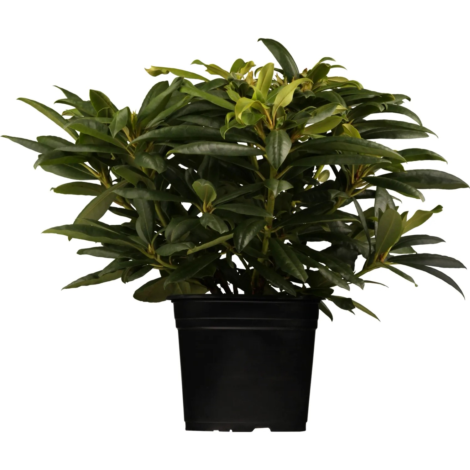 sansevieria twisted sister Sansevieria trifasciata 'Twisted Sister'