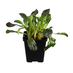 Kriechender Günsel (Ajuga) im Topf, grüne Blätter. Bodendecker für den Garten.