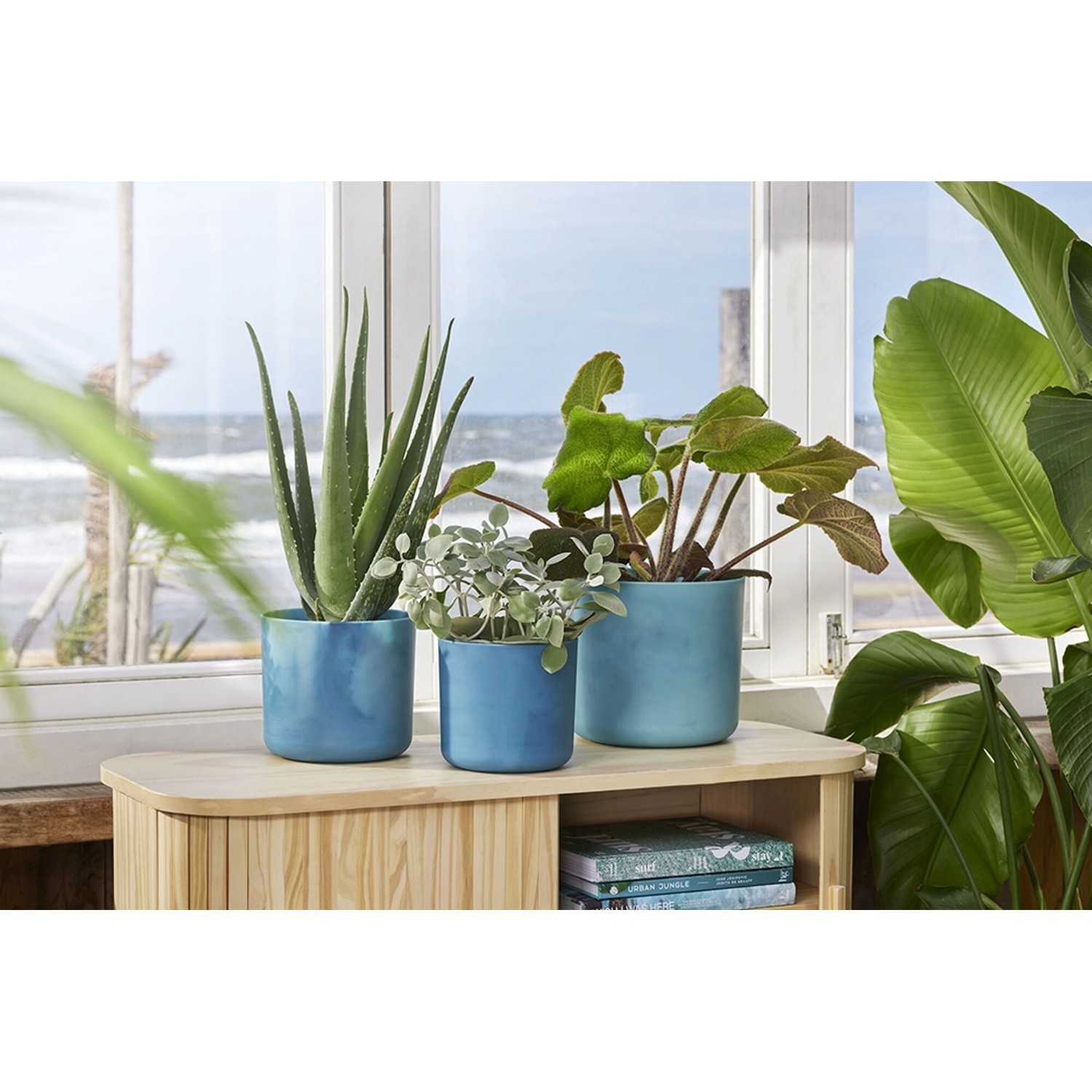Drei Elho Blumentöpfe Ocean Collection Ø 14 cm in Atlantikblau mit Pflanzen auf einem Tisch vor einem Fenster.