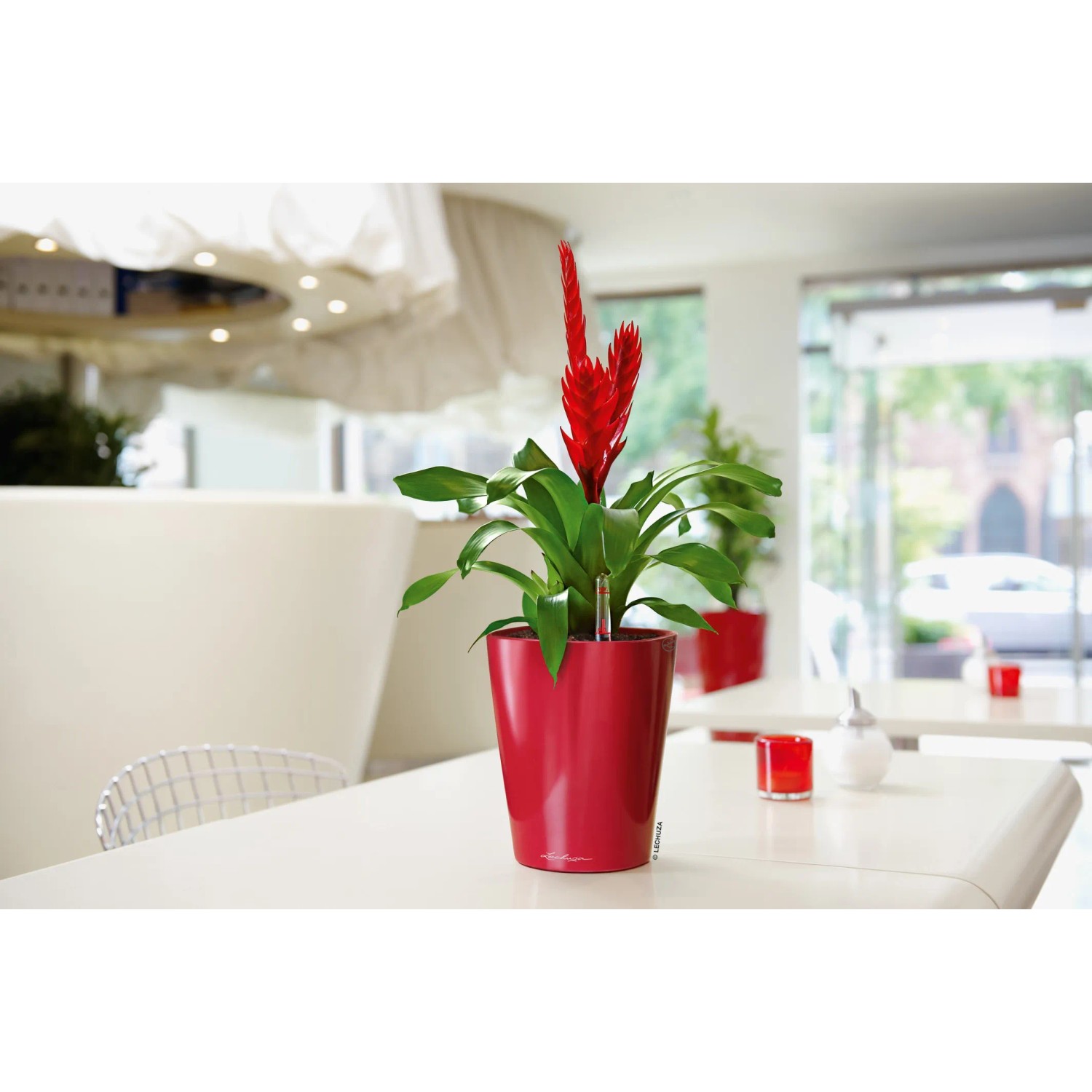 Lechuza Deltini Pflanzgefäß, scarlet rot, Ø 14cm, mit roter Pflanze im modernen Ambiente.