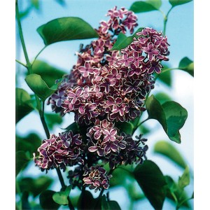 GROW by OBI Edelflieder "Sensation" ca. 40-50 cm Topf ca. 2,3l Syringa