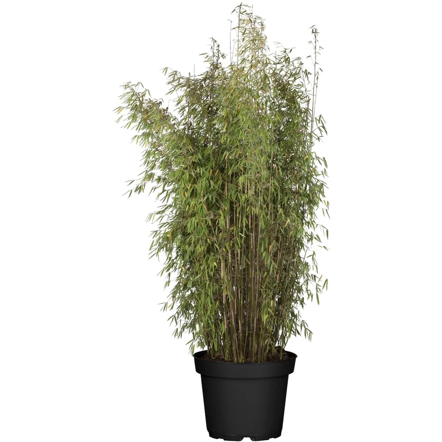 Gartenbambus "Jiuzhaigou" Hhe 150 - 175 cm Topf ca. 30 l Fargesia kaufen  bei OBI