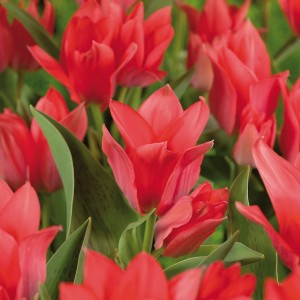 Nahaufnahme: Rot blühende Tulpen der Sorte Soraya, ideal für Beet und Garten.