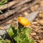 Nahaufnahme einer gelb-orangen Ringelblume (Calendula officinalis) im 12 cm Topf von GROW by OBI.