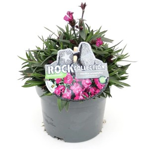 Gartennelke Rock Collection im Topf, mehrfarbige Blüten, Topf-Ø ca. 13 cm.