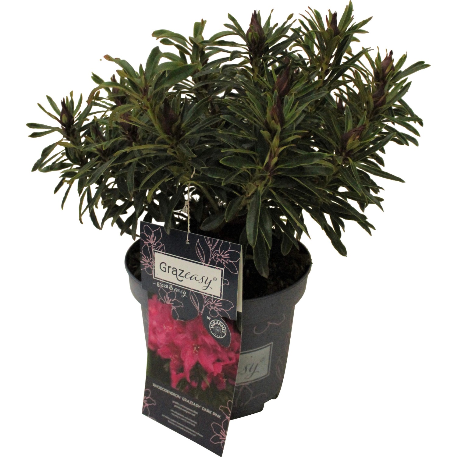 Rhododendron Dunkelrosa TopfØ ca. 23 cm Rhododendron inkarho grazeasy