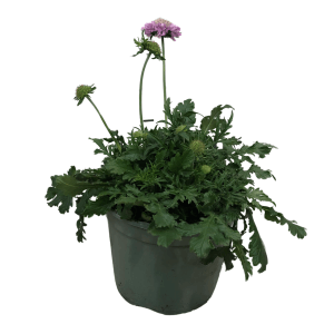 Tauben-Skabiose im Topf, ca. 17 cm Ø, violette Blüte, grüne Blätter. Dekorative Staude für Beet und Kübel.