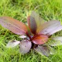 Dennerle Plants Aquariumpflanze Echinodorus Red Chamäleon mit rötlichen Blättern im Gras.