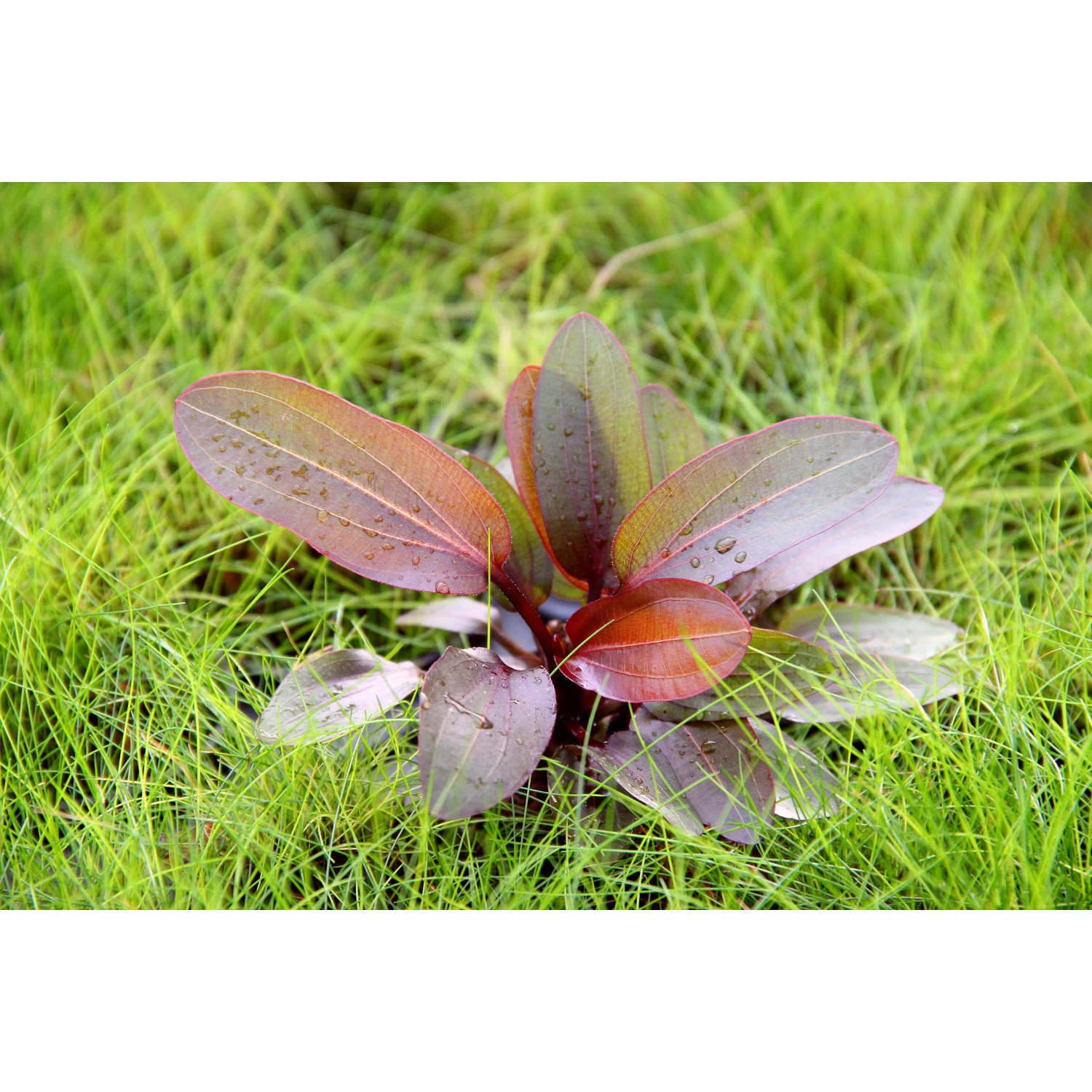 Dennerle Plants Aquariumpflanze Echinodorus Red Chamäleon mit rötlichen Blättern im Gras.